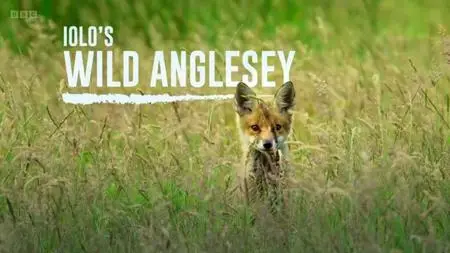 BBC - Iolo's Wild Anglesey (2022)