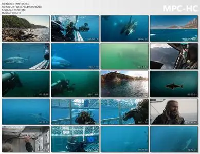 Orca vs. Great White (2021)