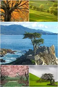 Wallpapers - Trees Pack [HQ]