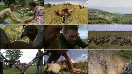 BBC Natural World - Vultures: Beauty in the Beast (2014) [Repost]