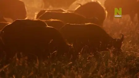 ZDF - Africa's Hunters of the Night (2021)