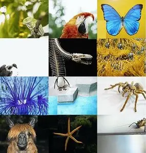 Stock Photo - Animalize