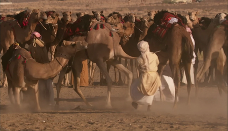 BBC - Wild Arabia (2013)