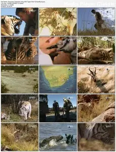 Discovery Channel: Living With Tigers