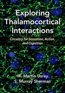 Exploring Thalamocortical Interactions: Circuitry for Sensation, Action, and Cognition