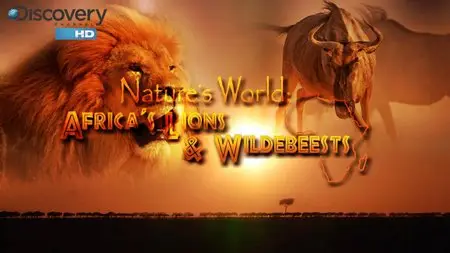 Discovery Channel HD - Africas Lions And Wildebeests