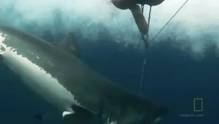 Nat Geo - Expedition Great White Fresh kill