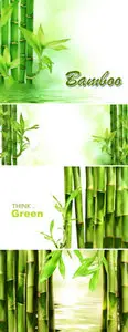 Stock Photo - Bamboo