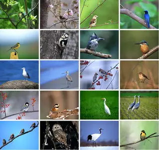 Birds Wallpaper