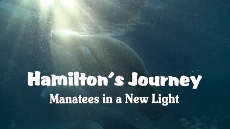 Hamilton's Journey: Manatees in a New Light (2014)