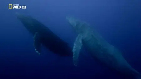 National Geographic - Giants of the Deep Blue (2018)