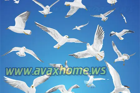 Vector Graphic - Flying Gulls And Doves