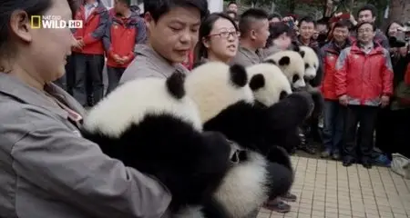 National Geographic - Giant Panda (2014)