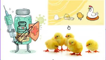 Poultry Farming Vaccines And Vaccinations