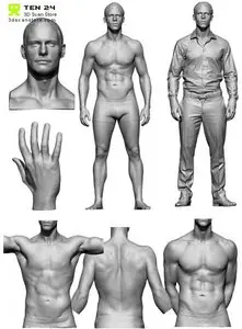 Male Anatomy Bundle