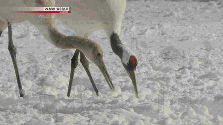 NHK Wildlife - Tancho, Legend of the Marshes: Red Crowned Crane (2013)
