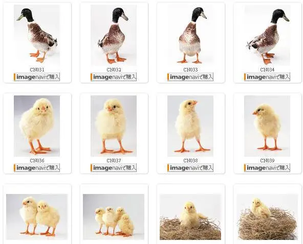 Datacraft Sozaijiten Vol. 62 Impressive Small Animals