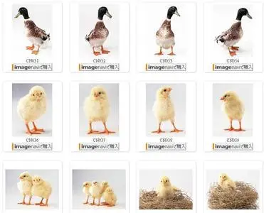 Datacraft Sozaijiten Vol. 62 Impressive Small Animals