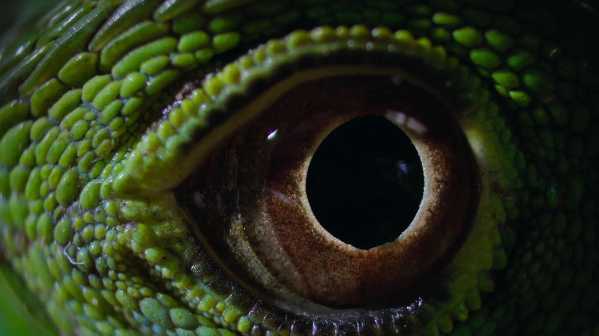 Nightmares of Nature S02E03