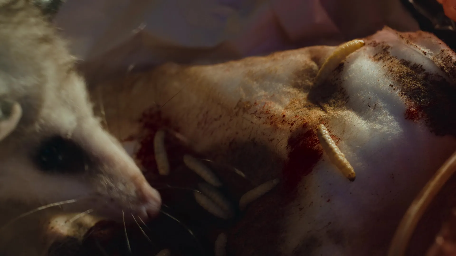 Nightmares of Nature S02E03