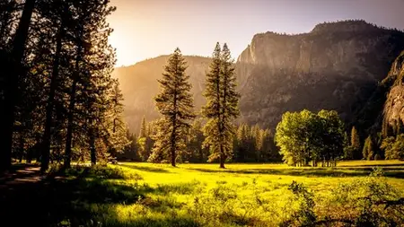Forest Bathing: A Mindful Escape Into Nature’S Medicine