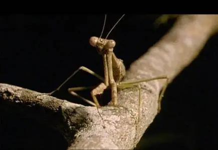 Animal Planet - Kung Fu: The Animal Within (2001)