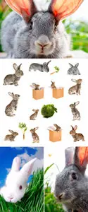 Stock Photo - Rabbits