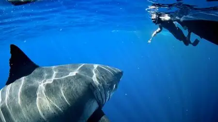 NG. - World's Biggest Great White? Expedition Hawaii (2020)
