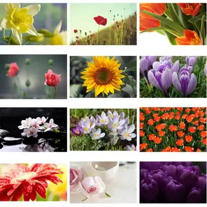 Wallpapers Flowers. Set 15