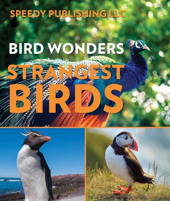 Birdy birds перевод. Birds like us. Birdy birds перевод. Birdy birds перевод. Плакат.