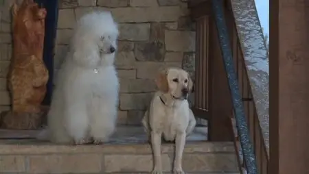 The Dog Who Saved Christmas Vacation (2010)