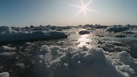 Arctic Tale (2007)