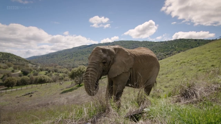 BBC - Storyville: Circus Elephant Rampage (2015)