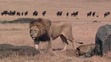 Discovery Channel HD - Africa's Lions And Wildebeests (Repost)
