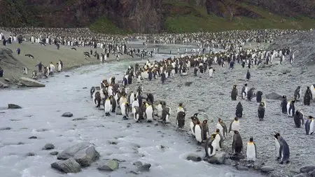 The Penguin King (2012)