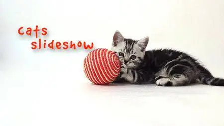 Cats Slideshow - Project for After Effects (VideoHive)