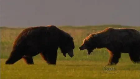 PBS Nature - Bears of the Last Frontier (2011)