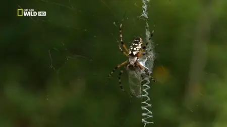 National Geographic - Ultimate Predator (2014)