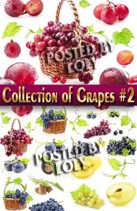 Food. Mega Collection. Grapes #2 - Stock Photo