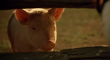 Babe (1995) [MultiSubs] + Commentary