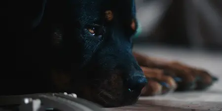 East of Wall (2025)