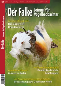 Der Falke Journal für Vogelbeobachter - November 2024