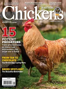 Chickens - September-October 2024