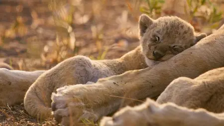Big Cats S02E06