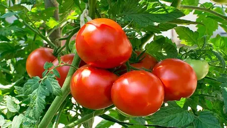 Tomatoes Farming Production