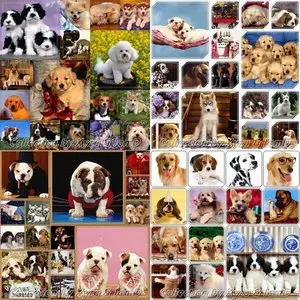 Collection Wallpapers about dogs I-IV