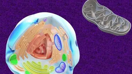 Cell Biology: Metabolism and Citric acid cycle