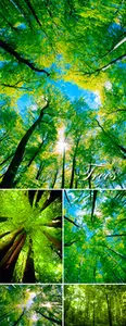 Stock Photo - Green Trees
