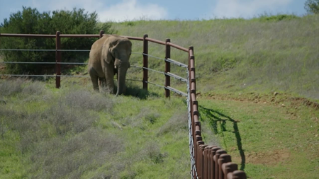 BBC - Storyville: Circus Elephant Rampage (2015)