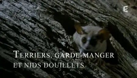(Fr5) Terriers, garde-manger et nids douillets (2011)